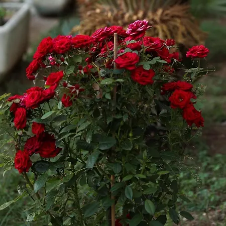 Serendipity La Terrazza House *