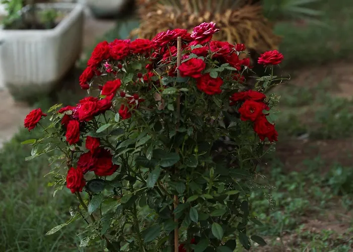 Serendipity La Terrazza House *